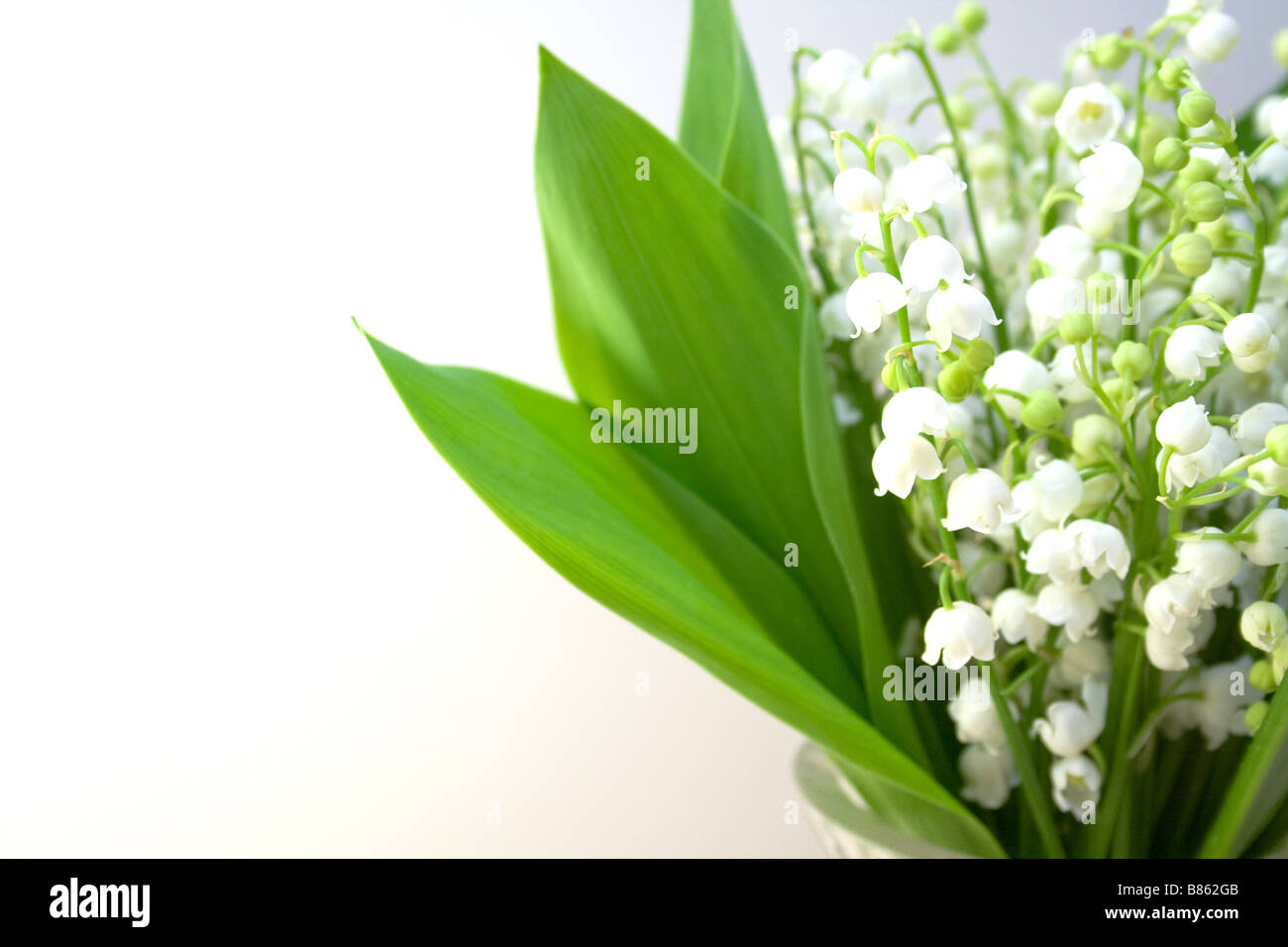 Lily of the valley Stock Photo - Alamy