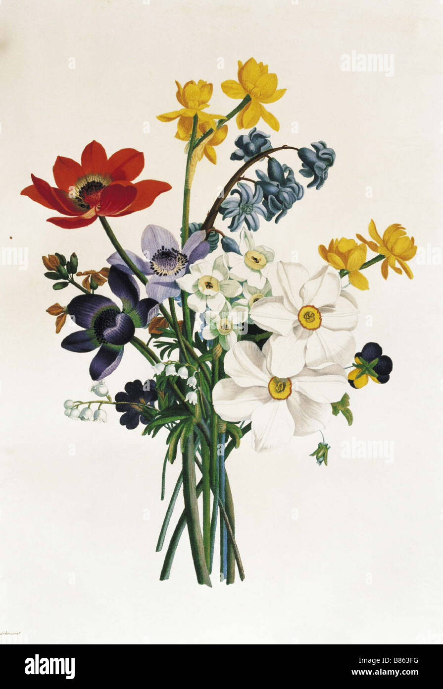Prevost, Bouquet of Narcissi and Anemone Stock Photo