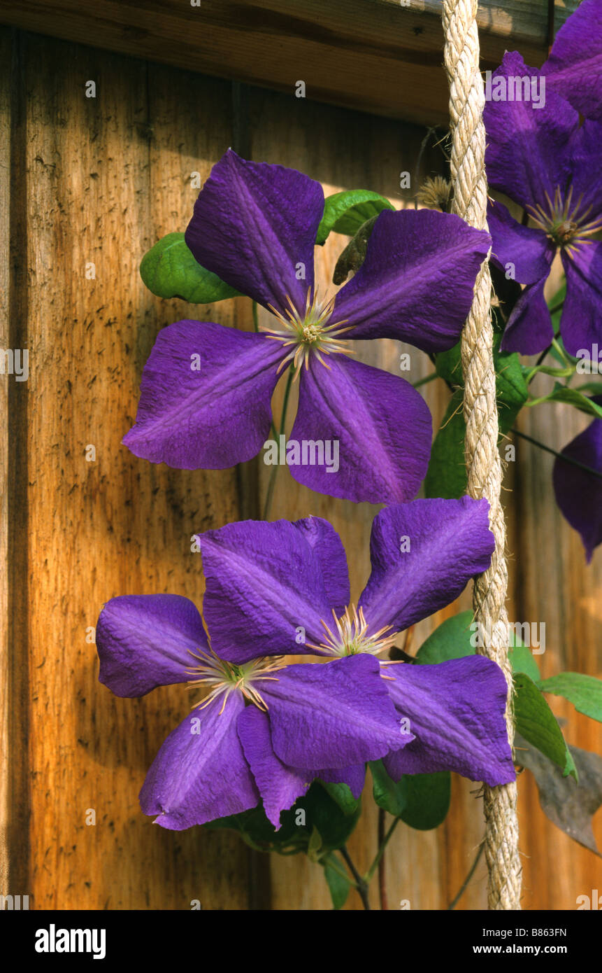 Garden flower, Jackmannii Clematis hybrid Stock Photo