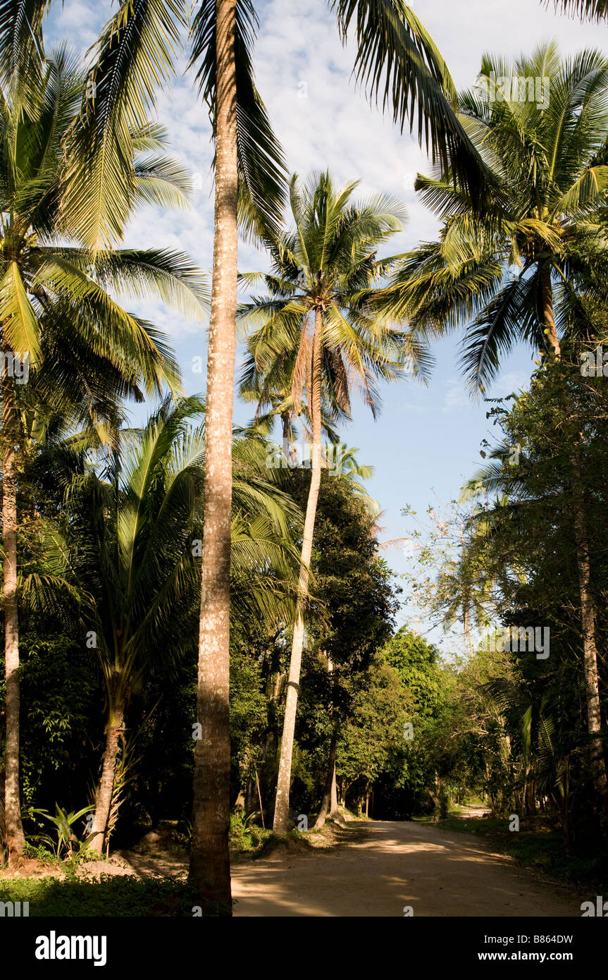 Palm oil forest hi-res stock photography and images - Alamy