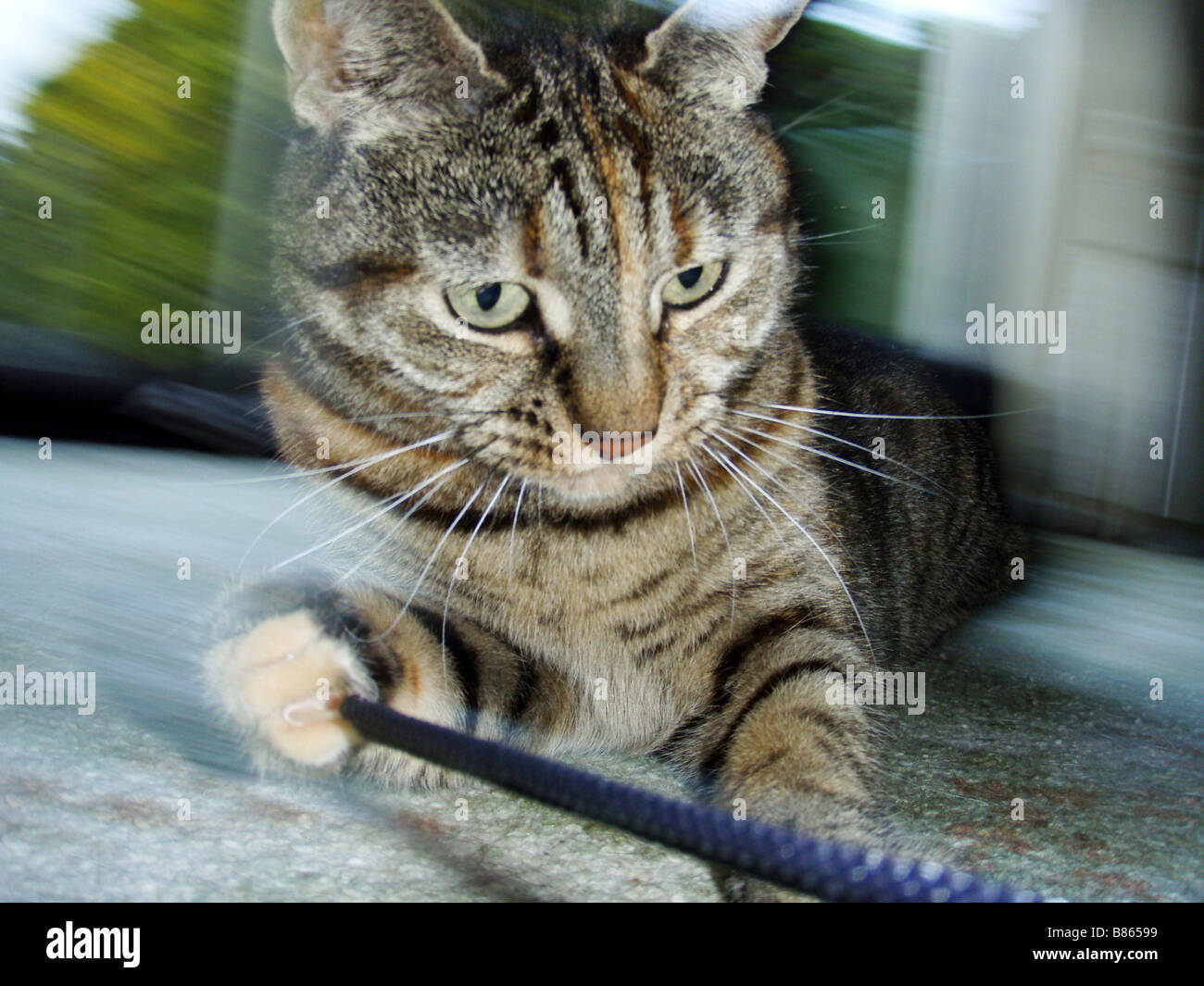 A Tabby Cat Playing with String Stock Photo Alamy