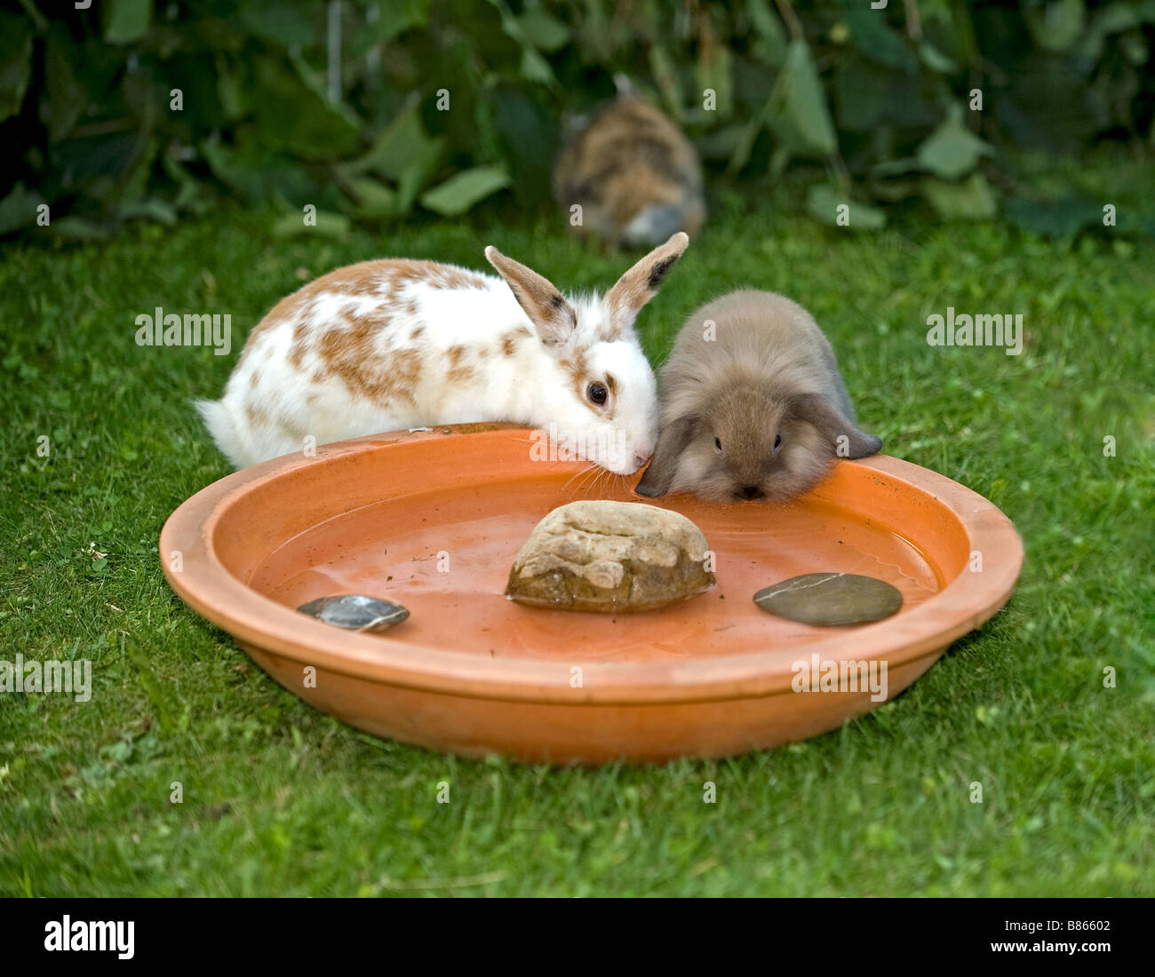Domestic Rabbit. Pair of dwarf rabbits drinking from a dish Stock Photo