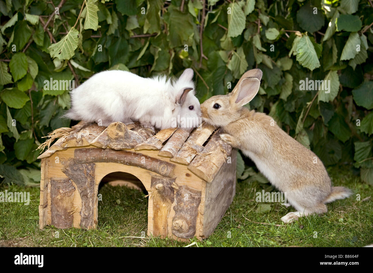 two dwarf rabbits sniffing each other Stock Photo Alamy