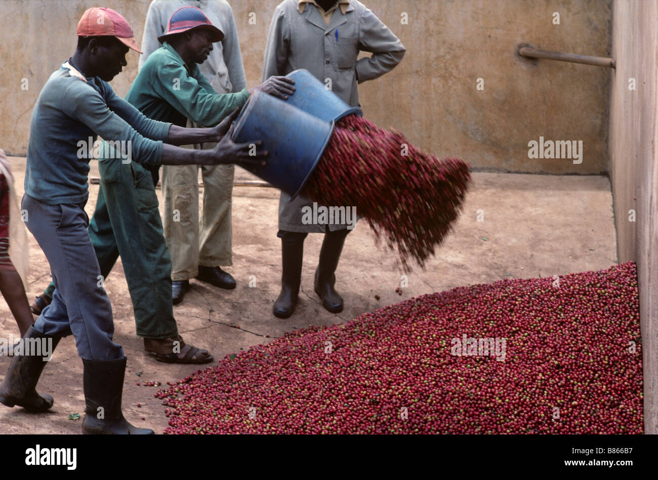 Harvested and sorted coffee cherries being thrown into the pulping area for processing Stock Photo