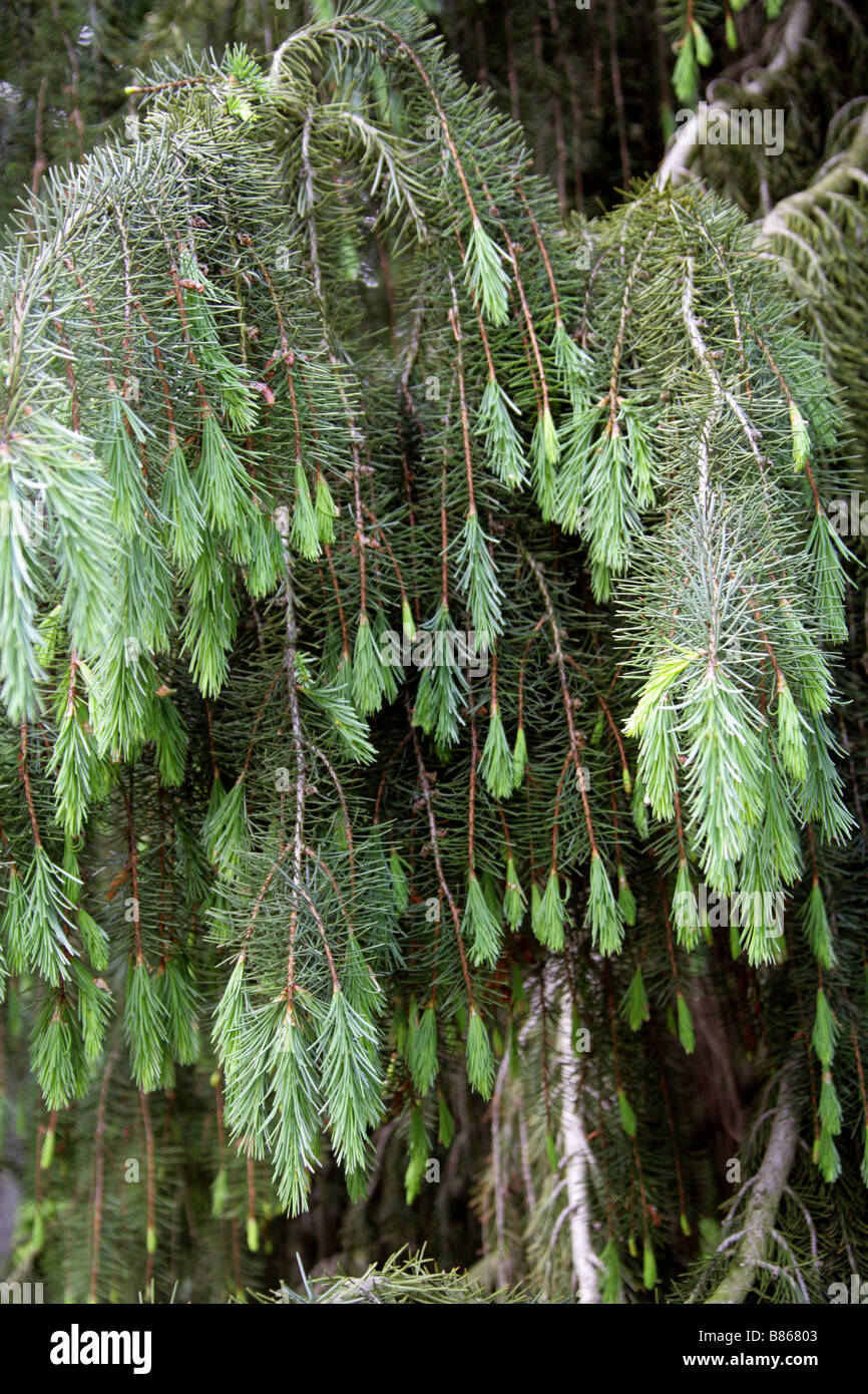 Brewer Spruce aka Brewer's Weeping Spruce, Picea breweriana, Pinaceae Stock Photo