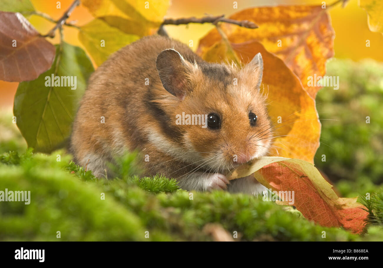 Golden hamster moss munching hi-res stock photography and images - Alamy