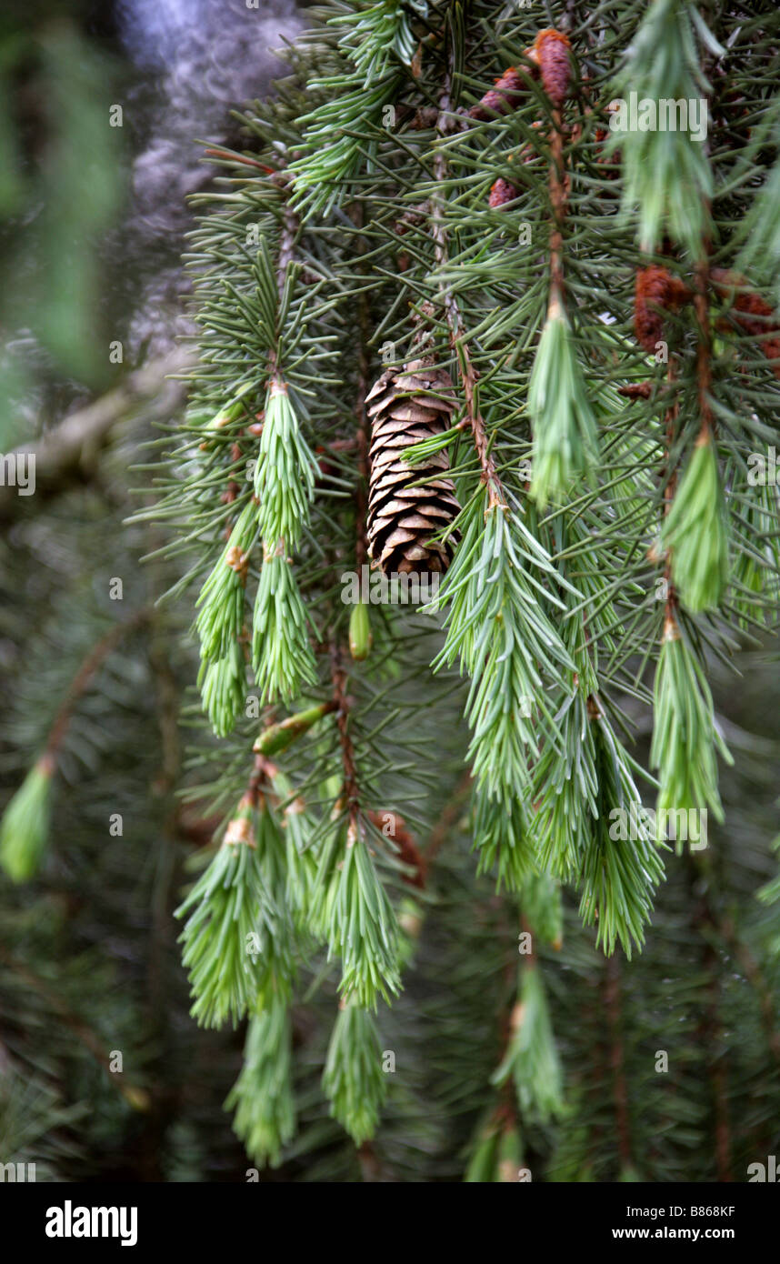 Brewer Spruce Cone aka Brewer's Weeping Spruce, Picea breweriana, Pinaceae Stock Photo