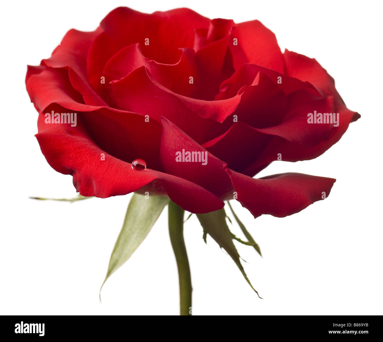 Red rose hi-res stock photography and images - Alamy