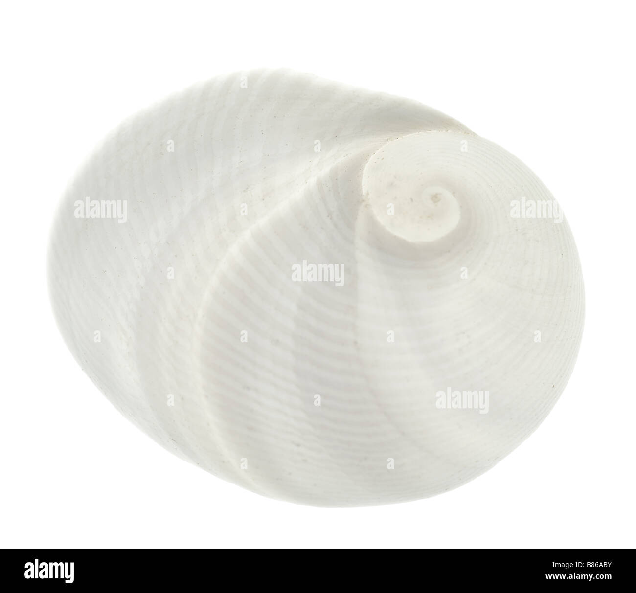 seashell isolated on white background Stock Photo