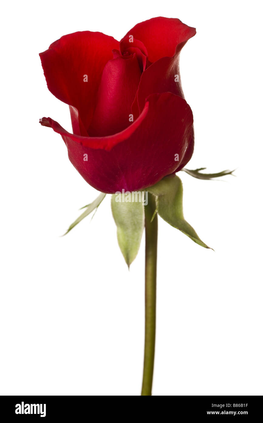 red rose closeup isolated on white background Stock Photo - Alamy