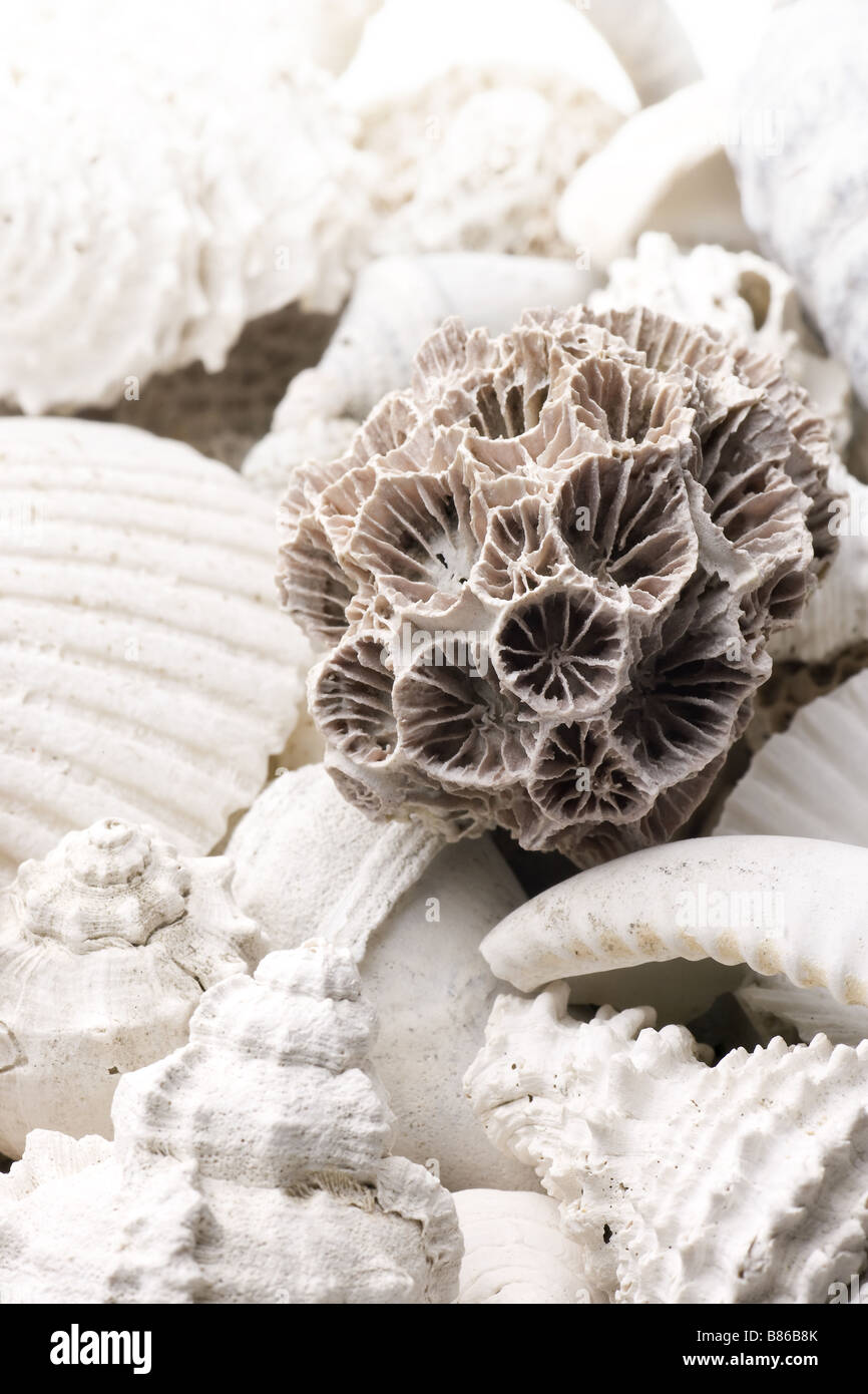 Fossilized shells hi-res stock photography and images - Alamy