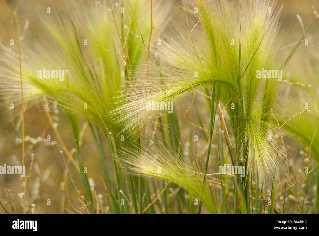 Fox weed growing abundantly in nature Stock Photo