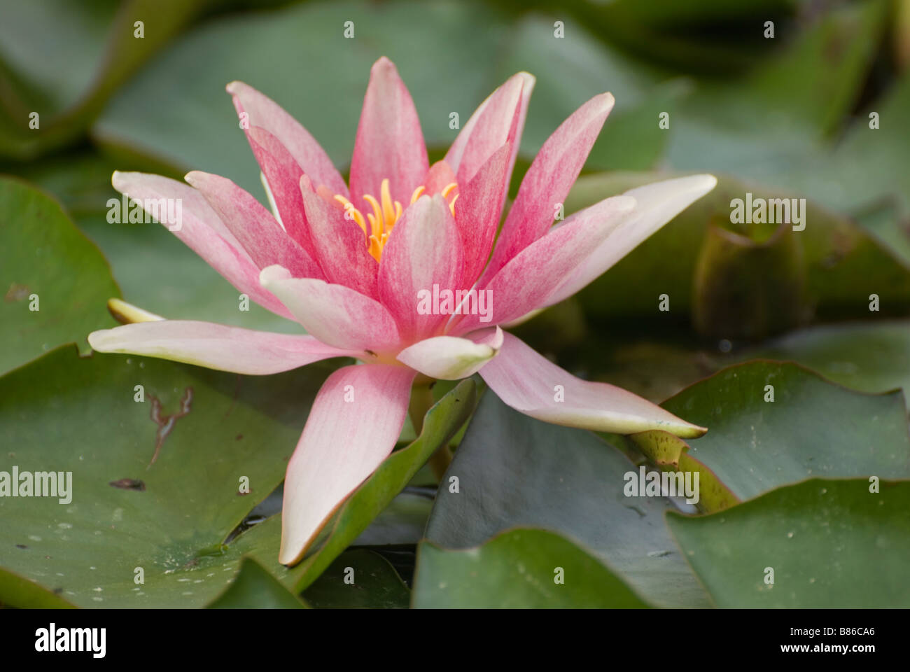 Water lily flower Stock Photo Alamy