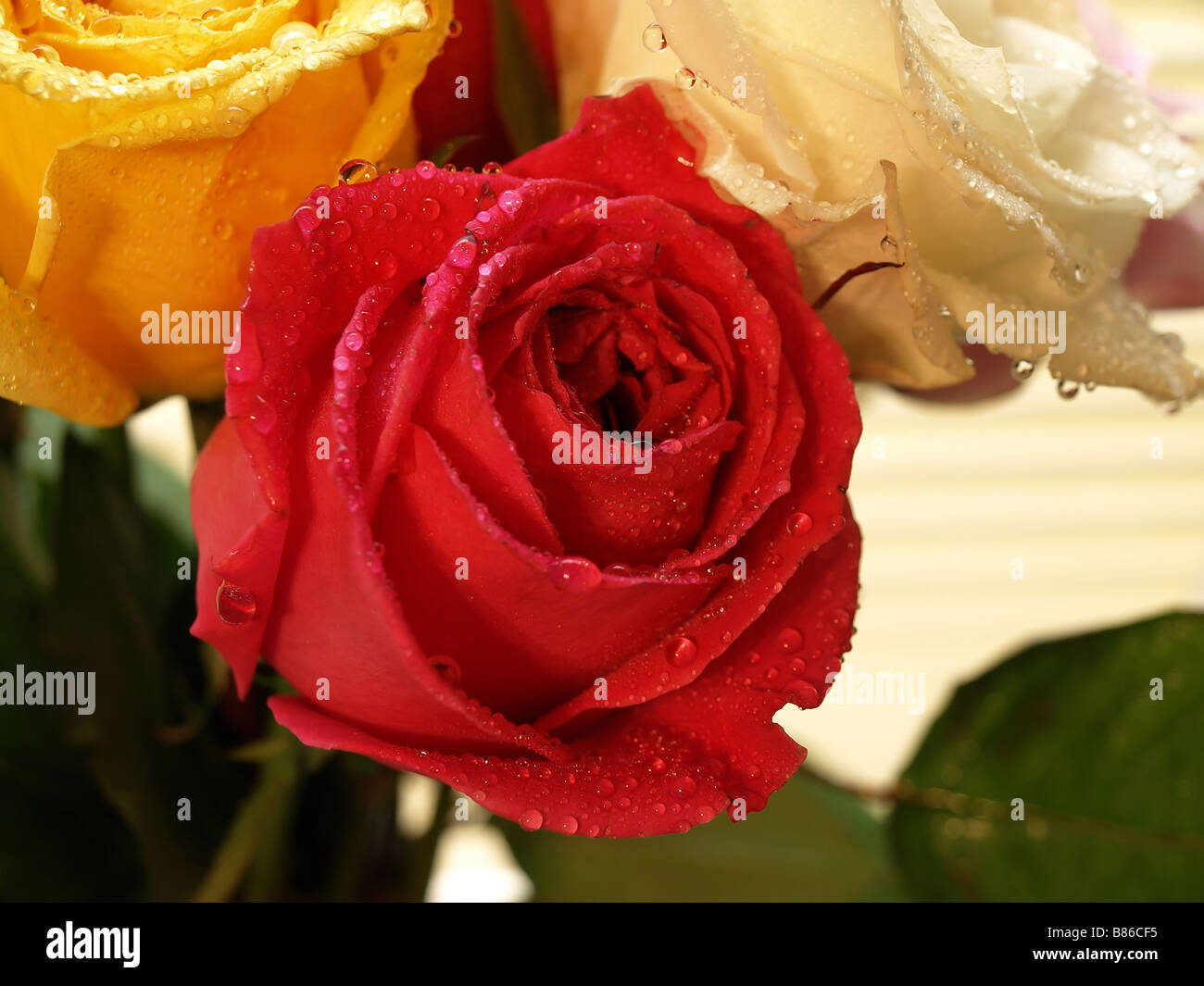 A freshly sprayed bouquet of roses A red rose is centered and the water