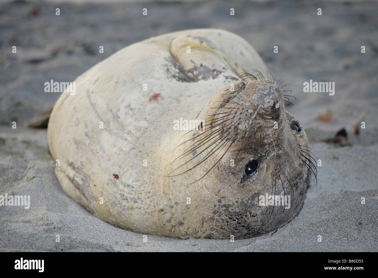 Northern elephant seal weaner preparing to moult on beach Victoria British Columbia Canada Stock Photo