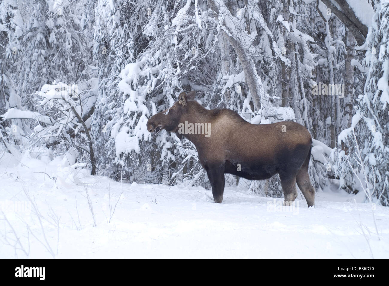Moose Feeds on branches at tree line in winter snow Stock Photo