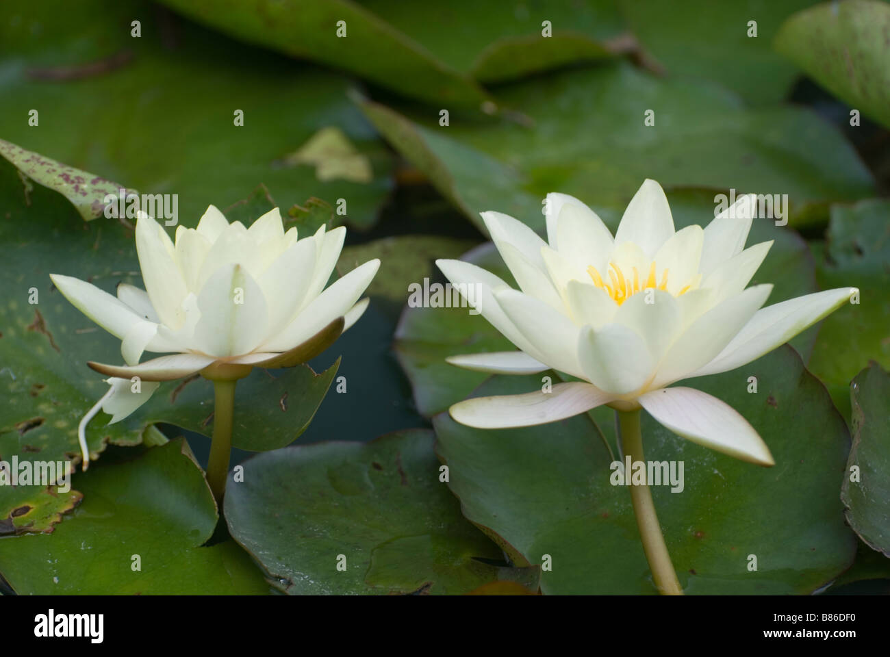 Water lily flowers Stock Photo