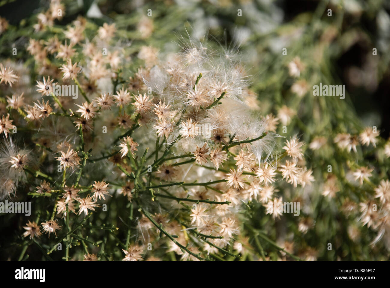 Desert Broom shrub in bloom with a few seed clusters left Stock Photo
