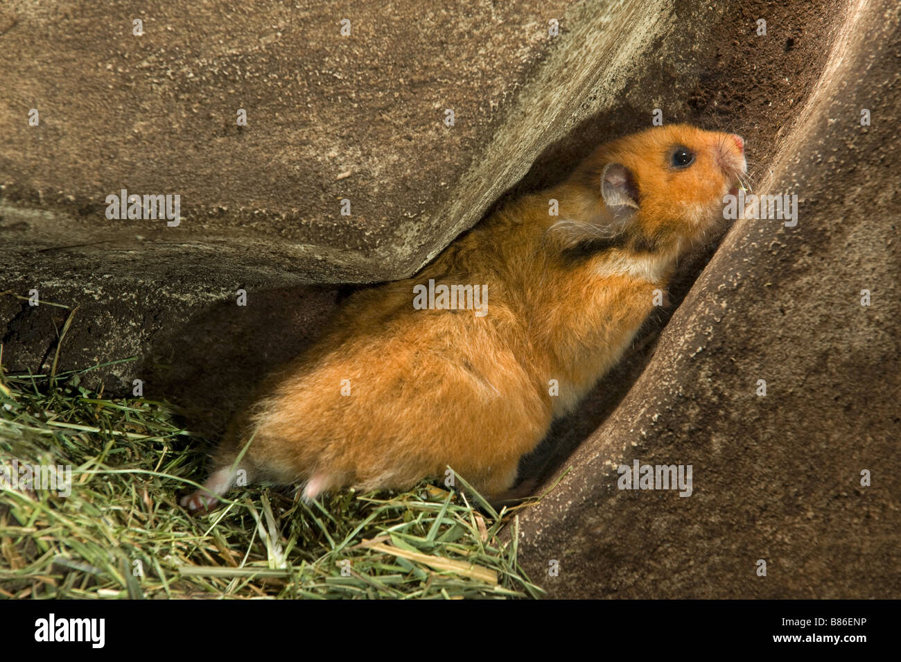 Golden hamster in den Stock Photo
