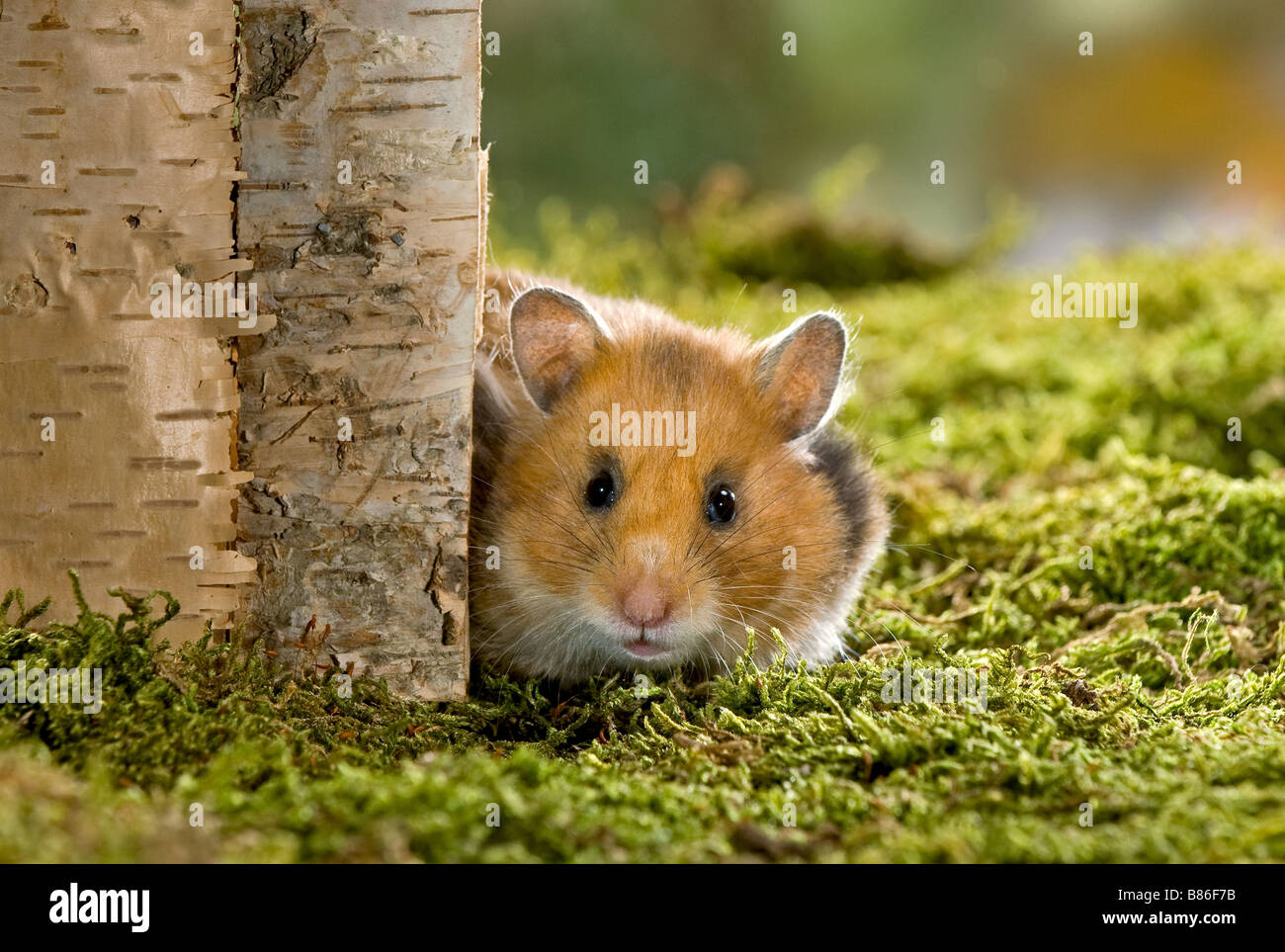Golden hamster on moss Stock Photo Alamy