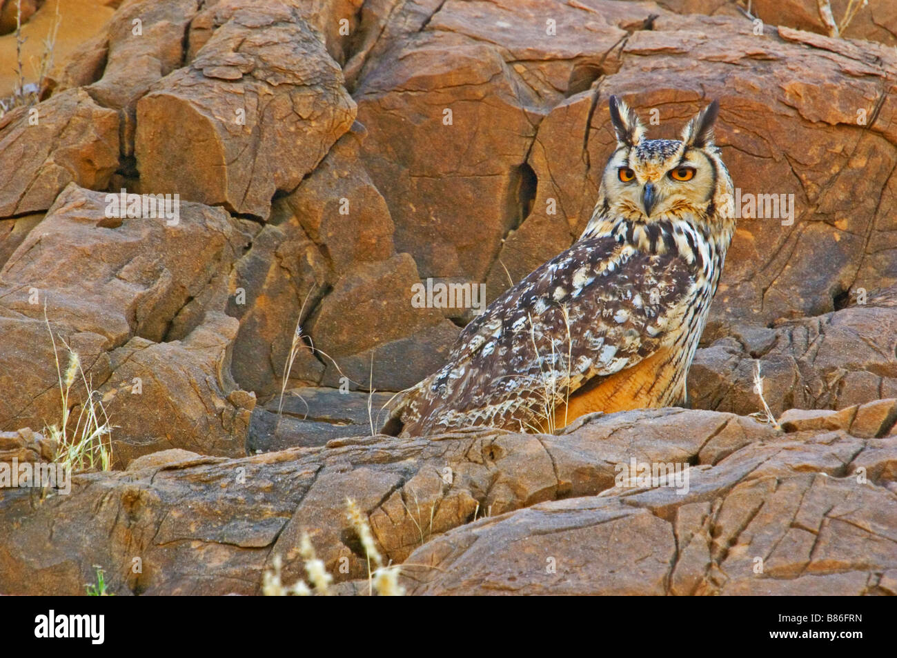 Indian Eagle-Owl / Rock Eagle Owl / Bengal Eagle Owl (Bubo bengalensis) Stock Photo