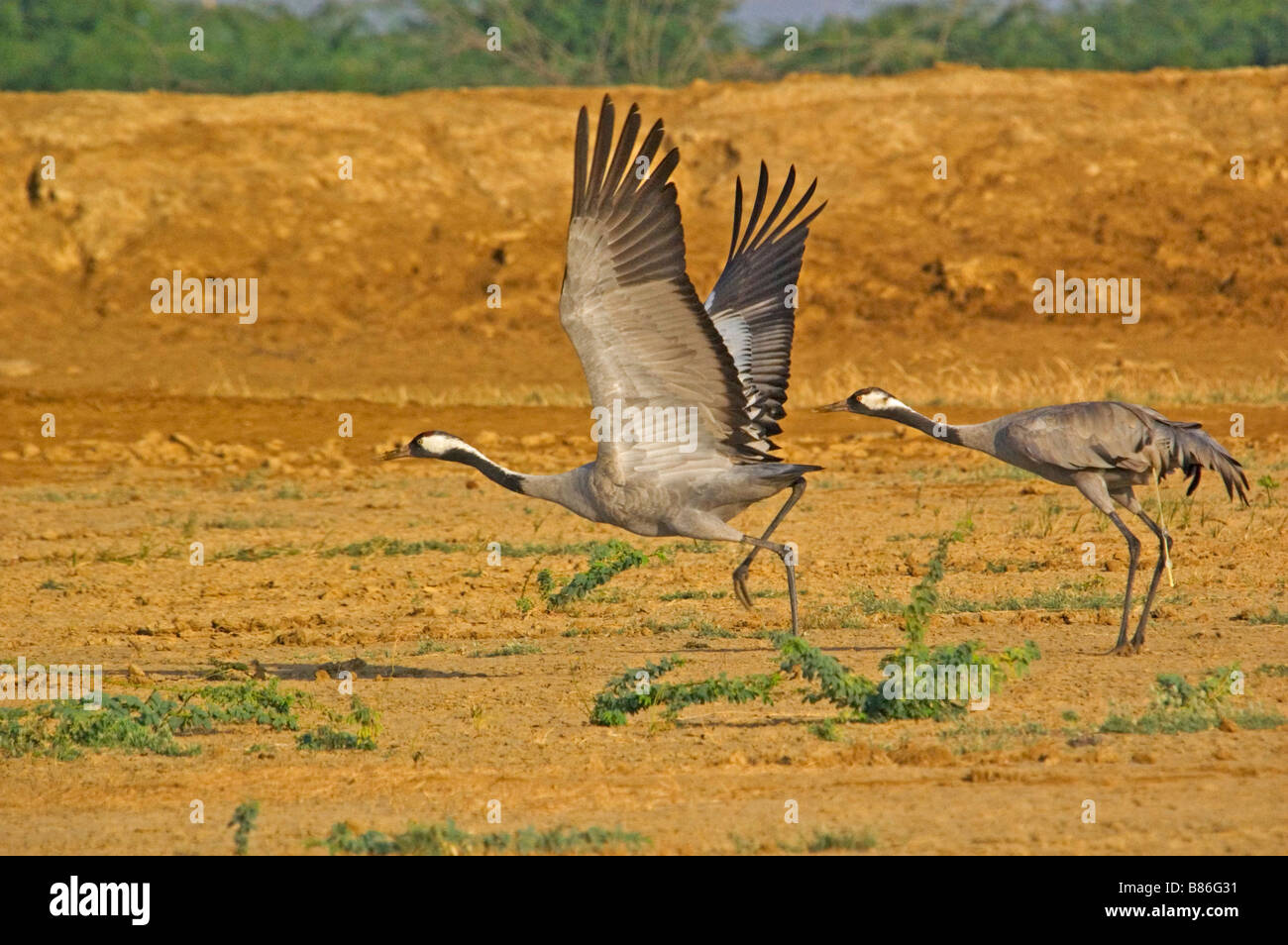 common cranes taking off Stock Photo