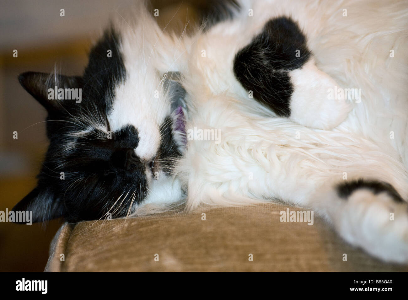 Black and White long haired cat asleep on sofa scrunching up face Stock Photo