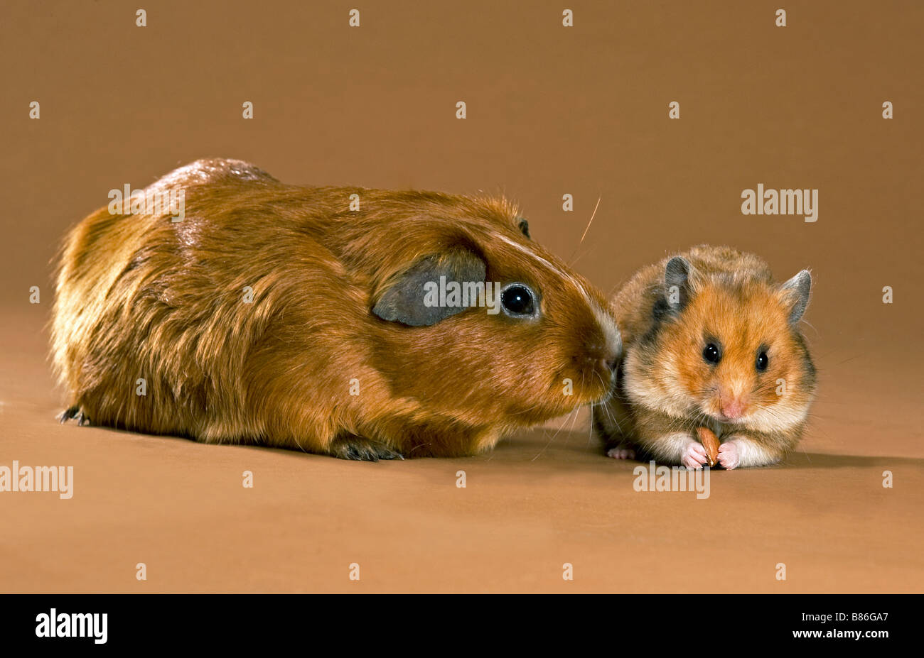 Animal Friendship Short Haired Guinea Pig And Golden Hamster