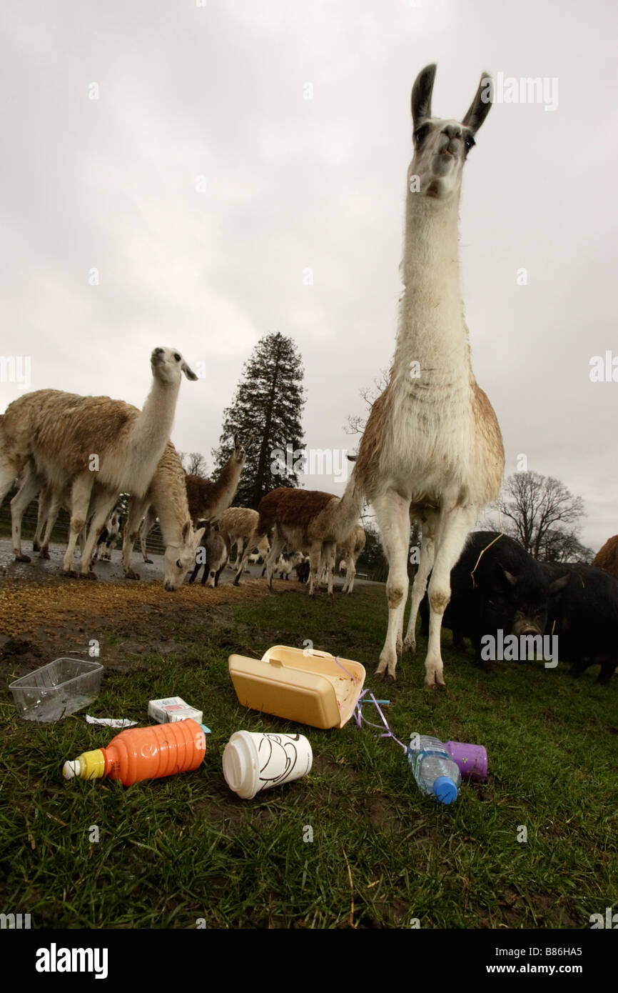 lamas and litter Stock Photo