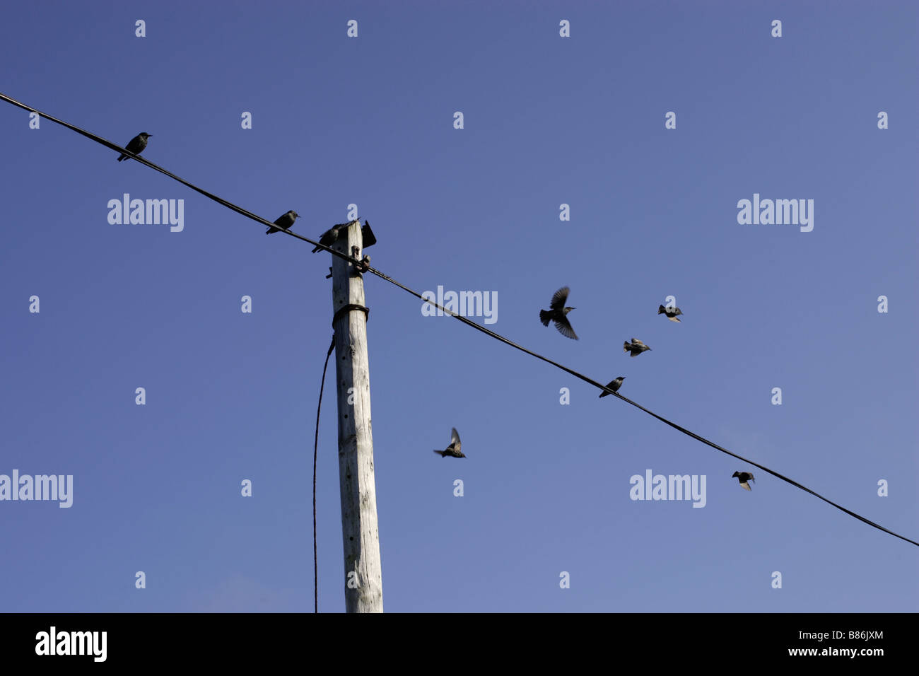 Birds on a telephone wire Stock Photo Alamy