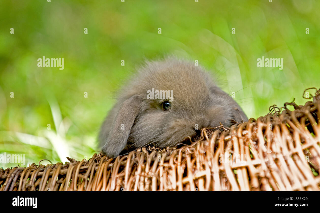 young dwarf rabbit Stock Photo