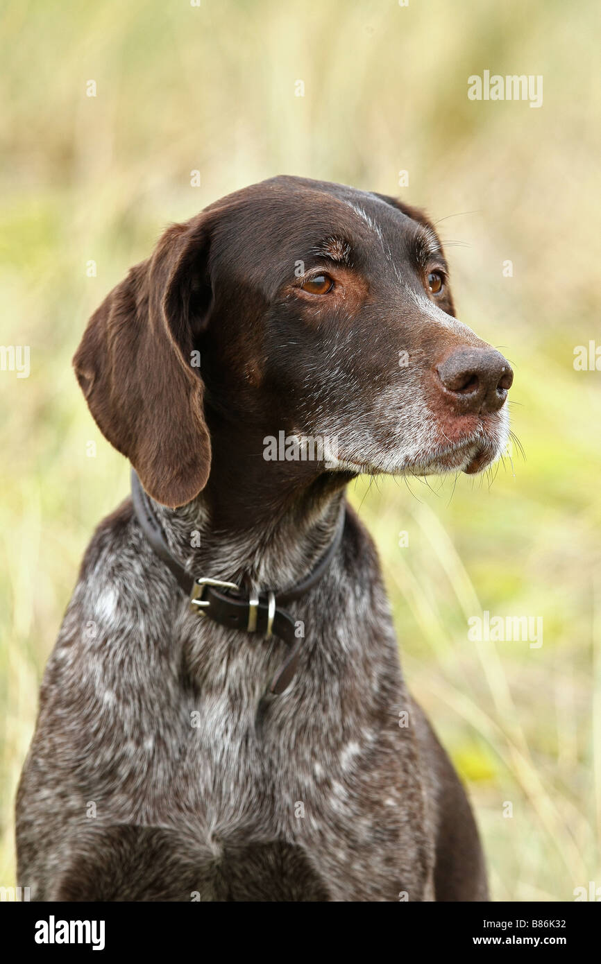 German wirehaired portrait Stock Photo - Alamy