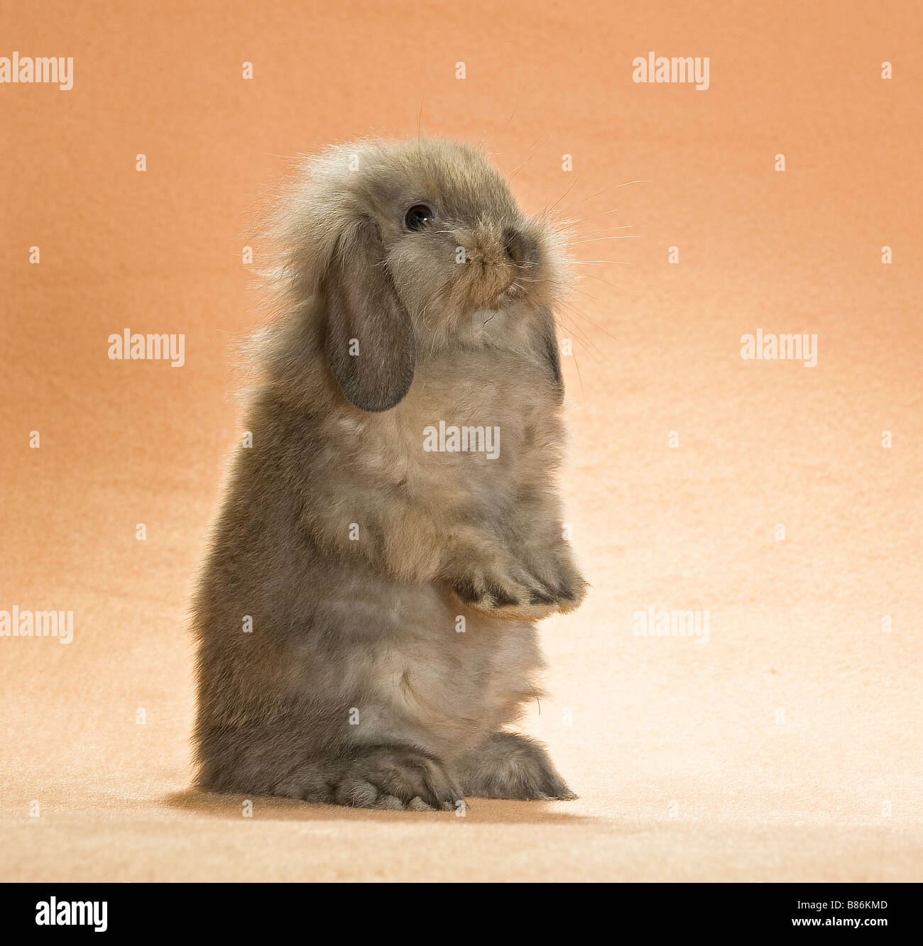 dwarf rabbit - cut out Stock Photo - Alamy