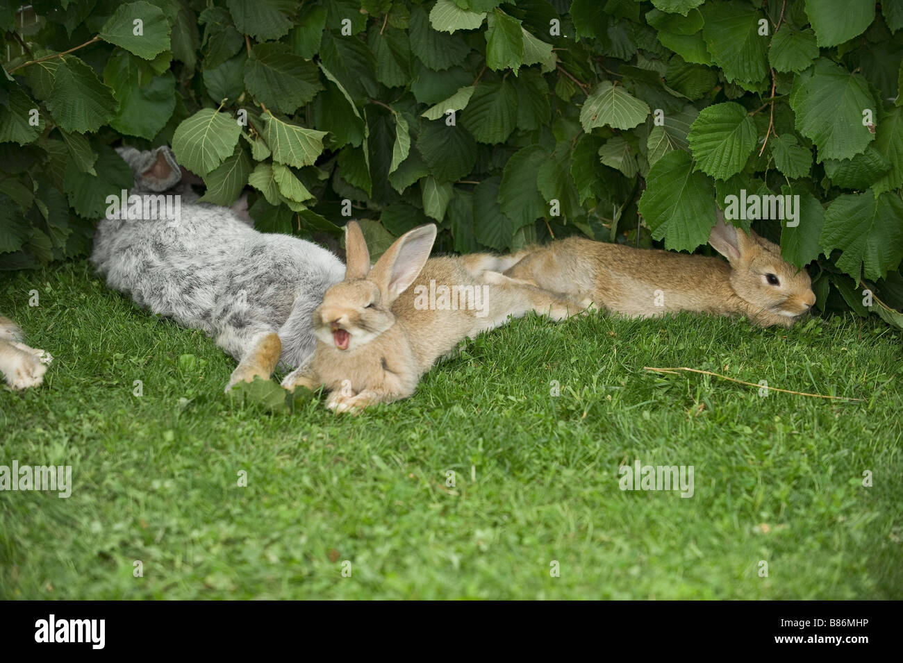rabbits lying on meadow Stock Photo Alamy