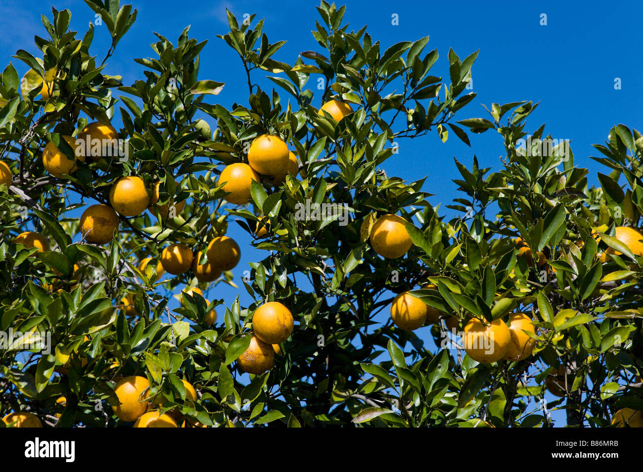 Orange grove in Polk County, Central Florida, USA Stock Photo