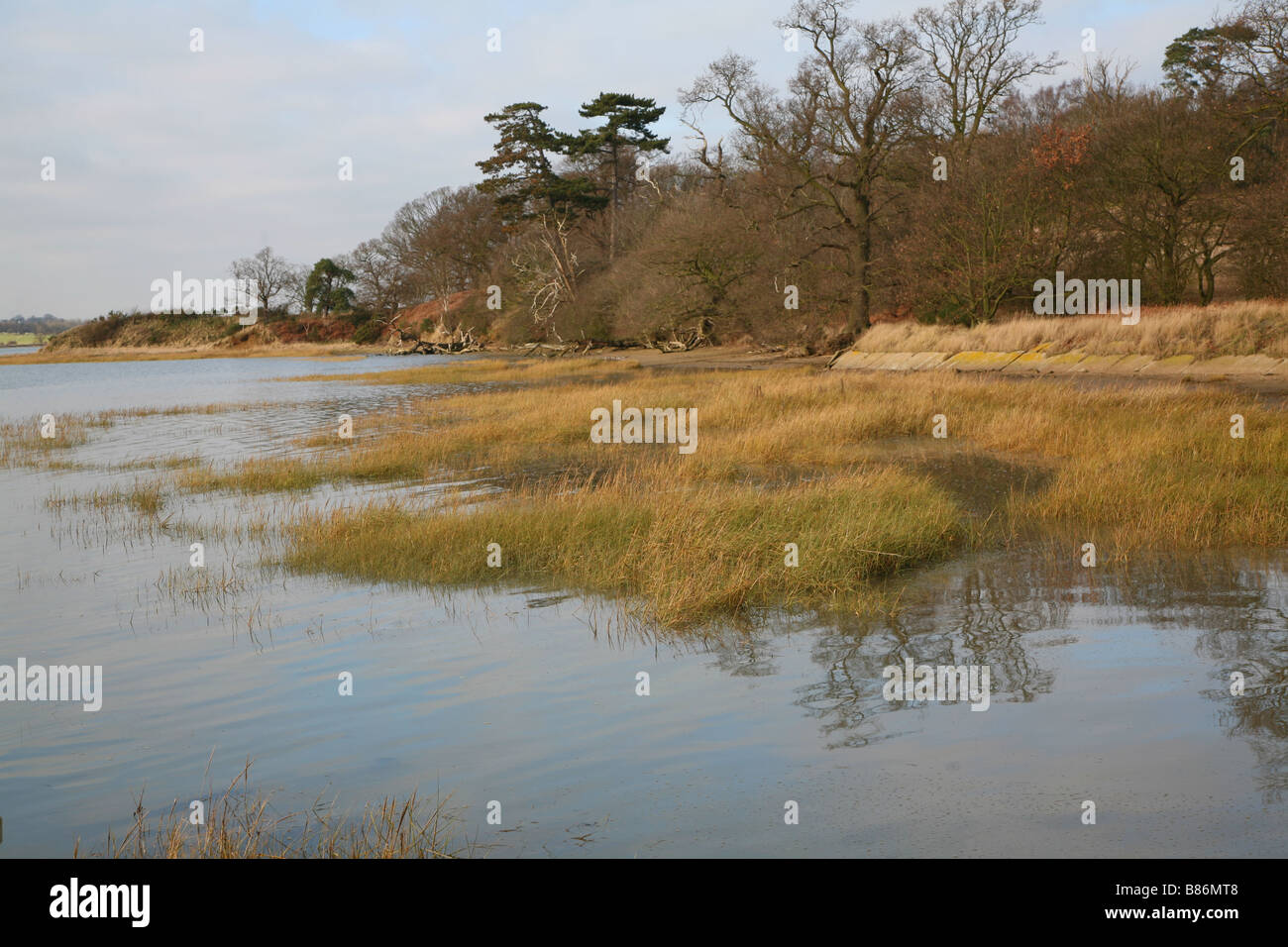 Winter reeds The Hams near Methersgate River Deben Suffolk England Stock Photo