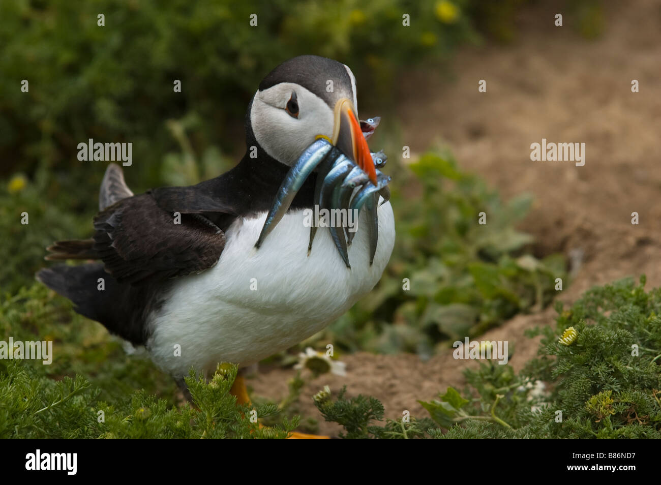 Puffin portrait with Sand Eels Stock Photo
