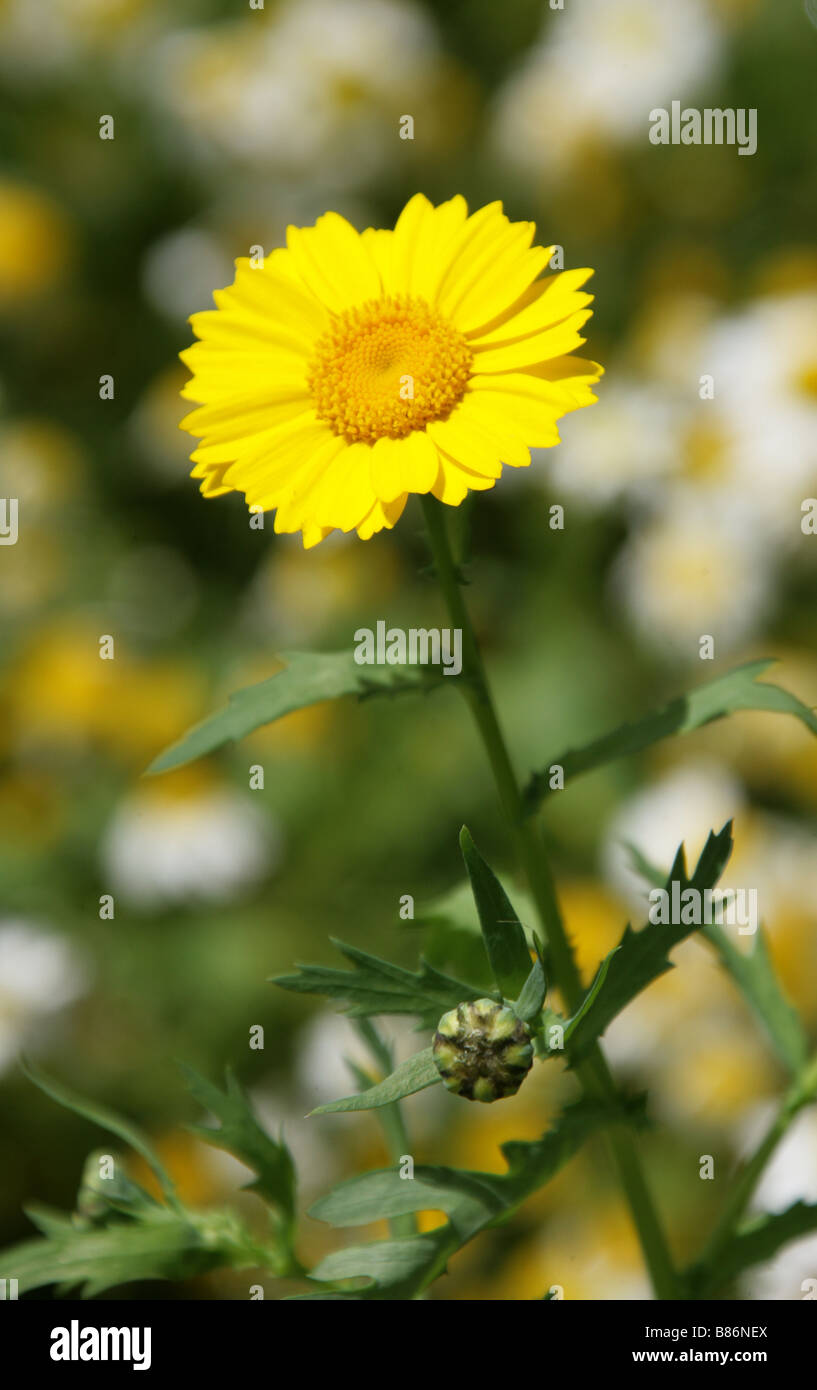 Corn Marigold, Chrysanthemum segetum, Asteraceae and Ox Eye Daisies Chryanthemum leucanthemum Stock Photo