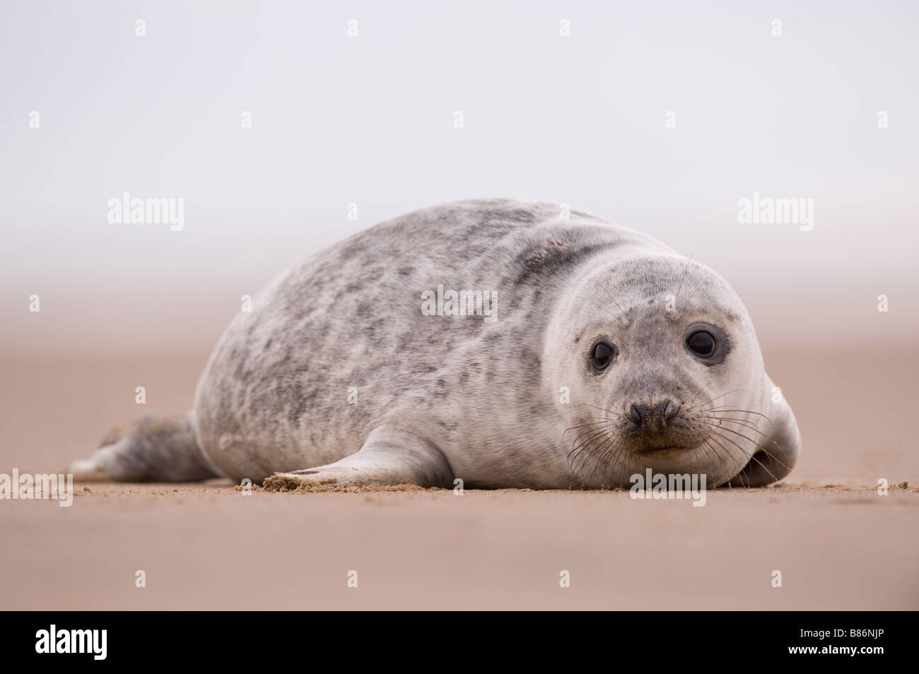 Grey seal pup Halichoerus grypus on beach at Donna Nook Stock Photo