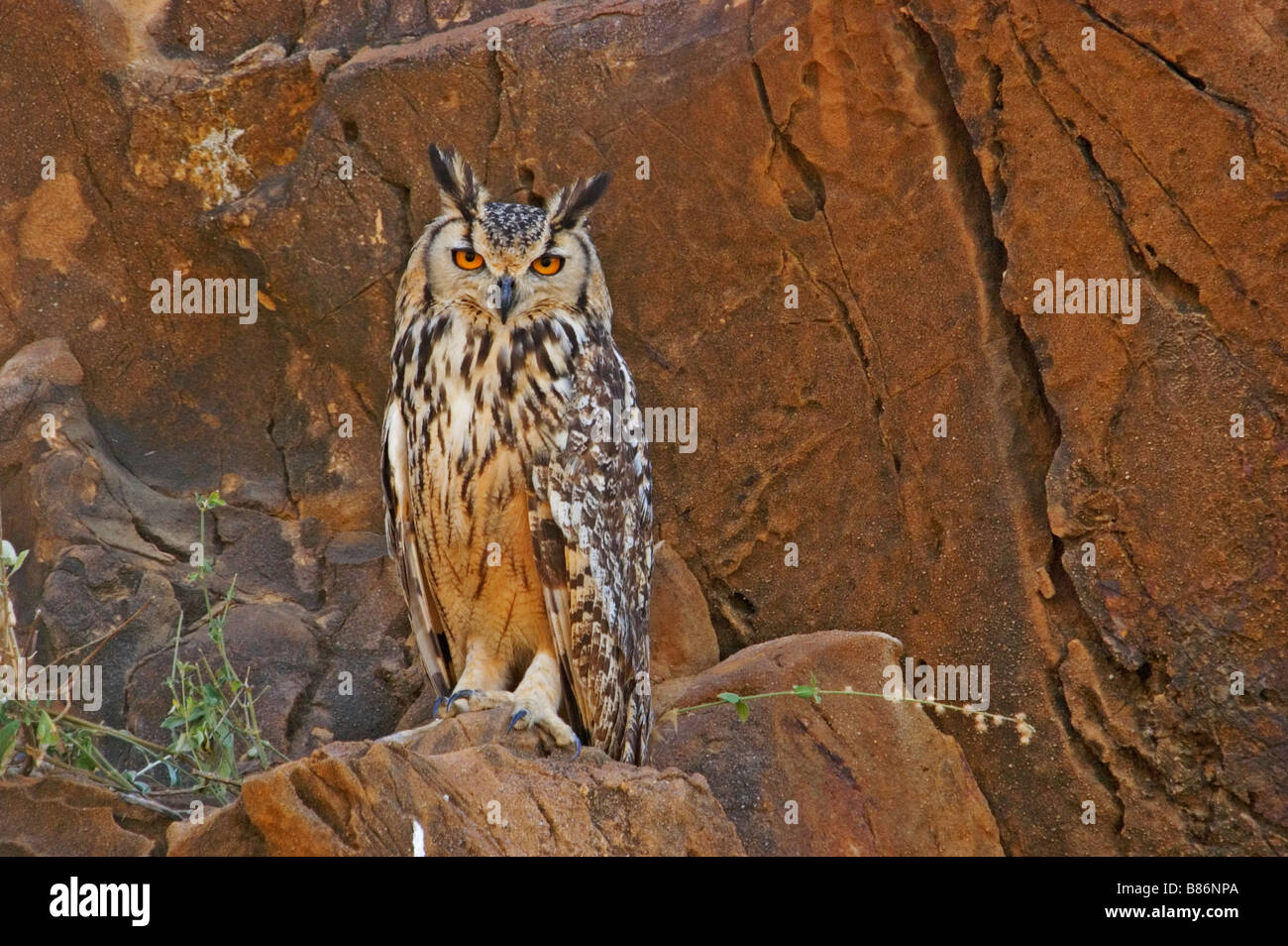 Indian Eagle-Owl / Rock Eagle Owl / Bengal Eagle Owl (Bubo bengalensis) Stock Photo