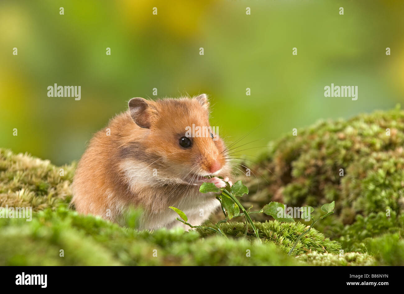Golden hamster on moss / Mesocricetus auratus Stock Photo