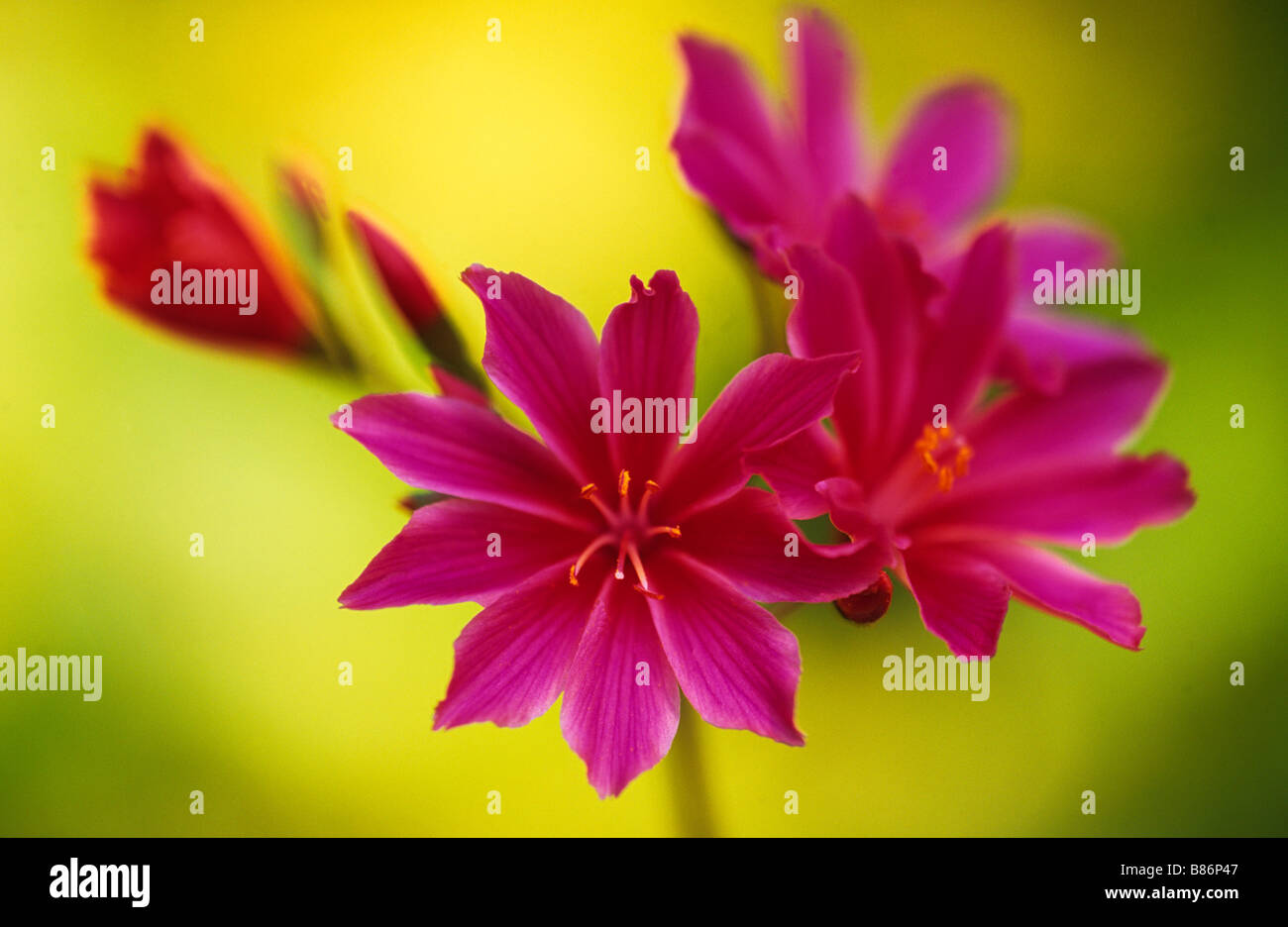 A close up of flowering Lewisia cotyledon against a yellow background Stock Photo