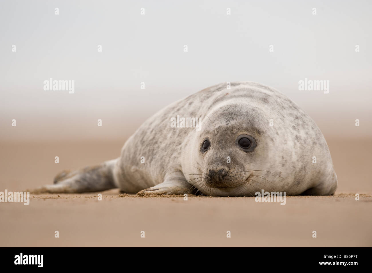 Grey seal pup Halichoerus grypus on beach at Donna Nook Stock Photo