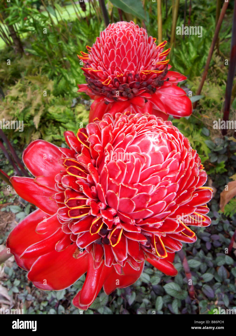 Spectacular flowers of the red torch ginger Etlingera elatior native to rainforests of Indonesia and New Guinea Stock Photo