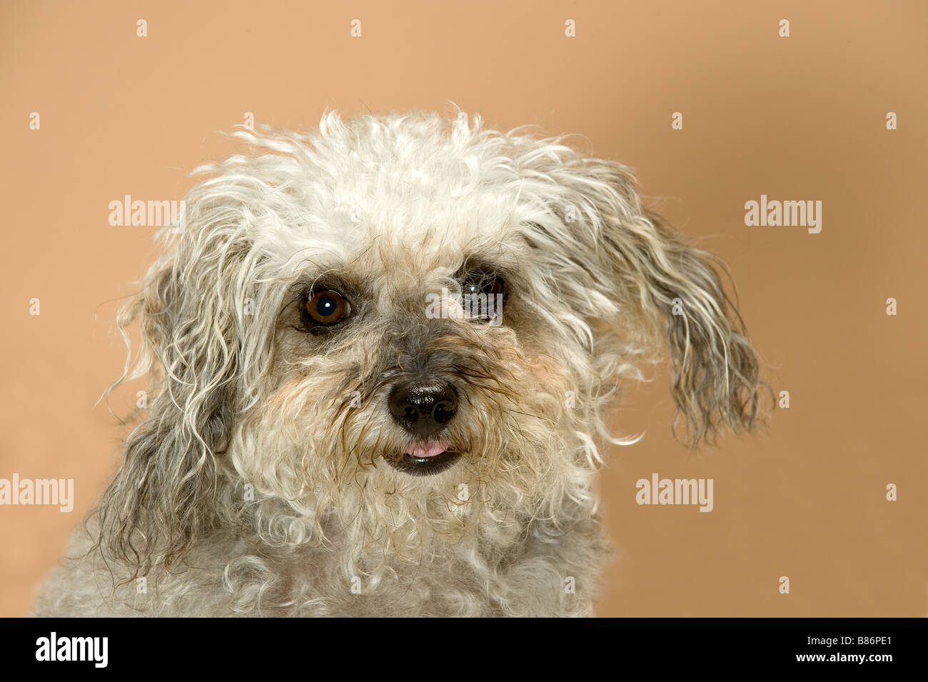 half breed dog - portrait Stock Photo
