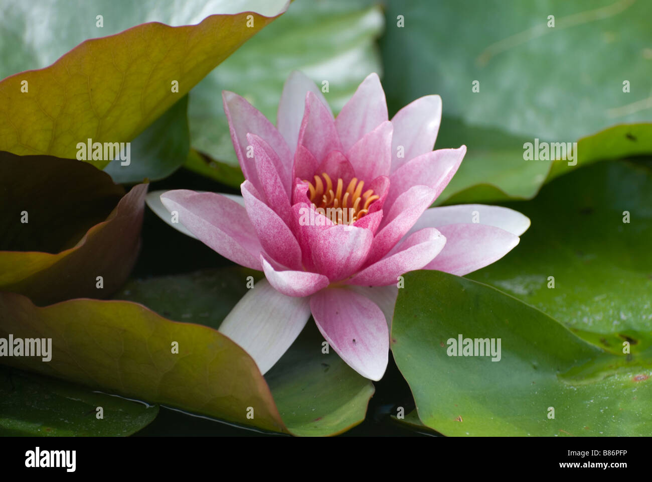 Water lily flower Stock Photo