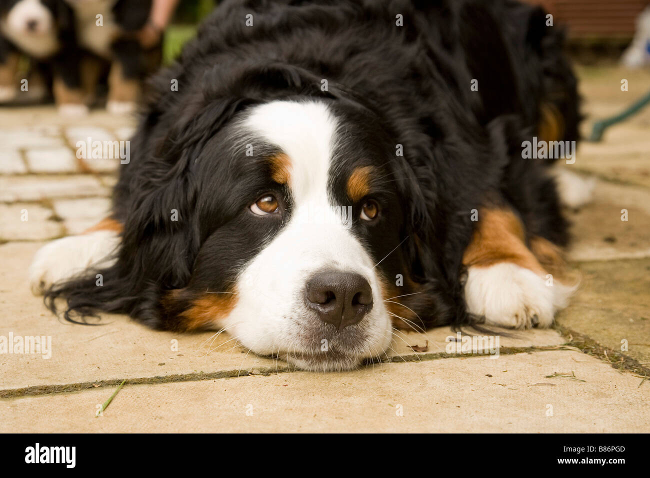 Female Bernese mountain dog Stock Photo
