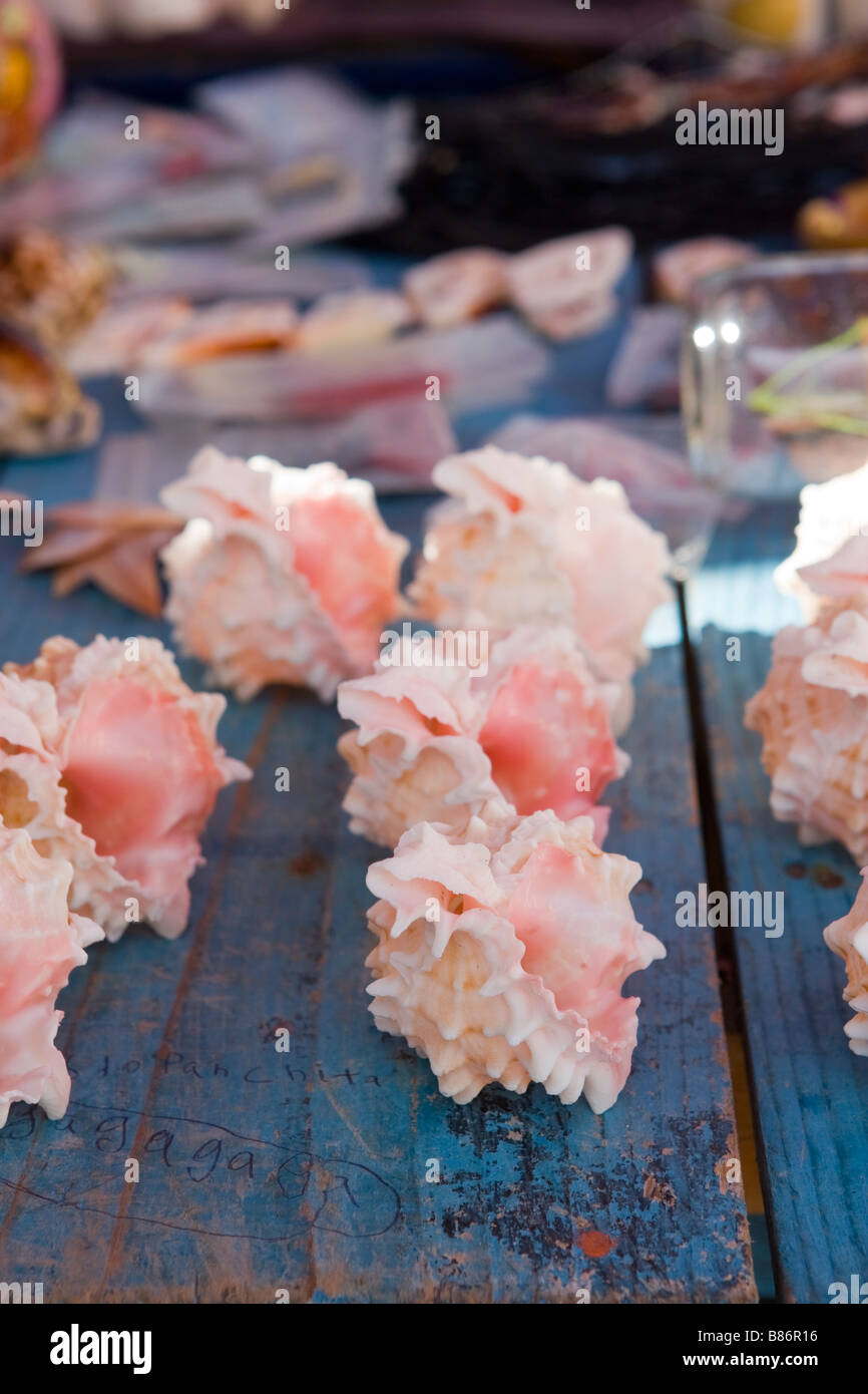 Conch Shells Souvenirs High Resolution Stock Photography and Images Alamy