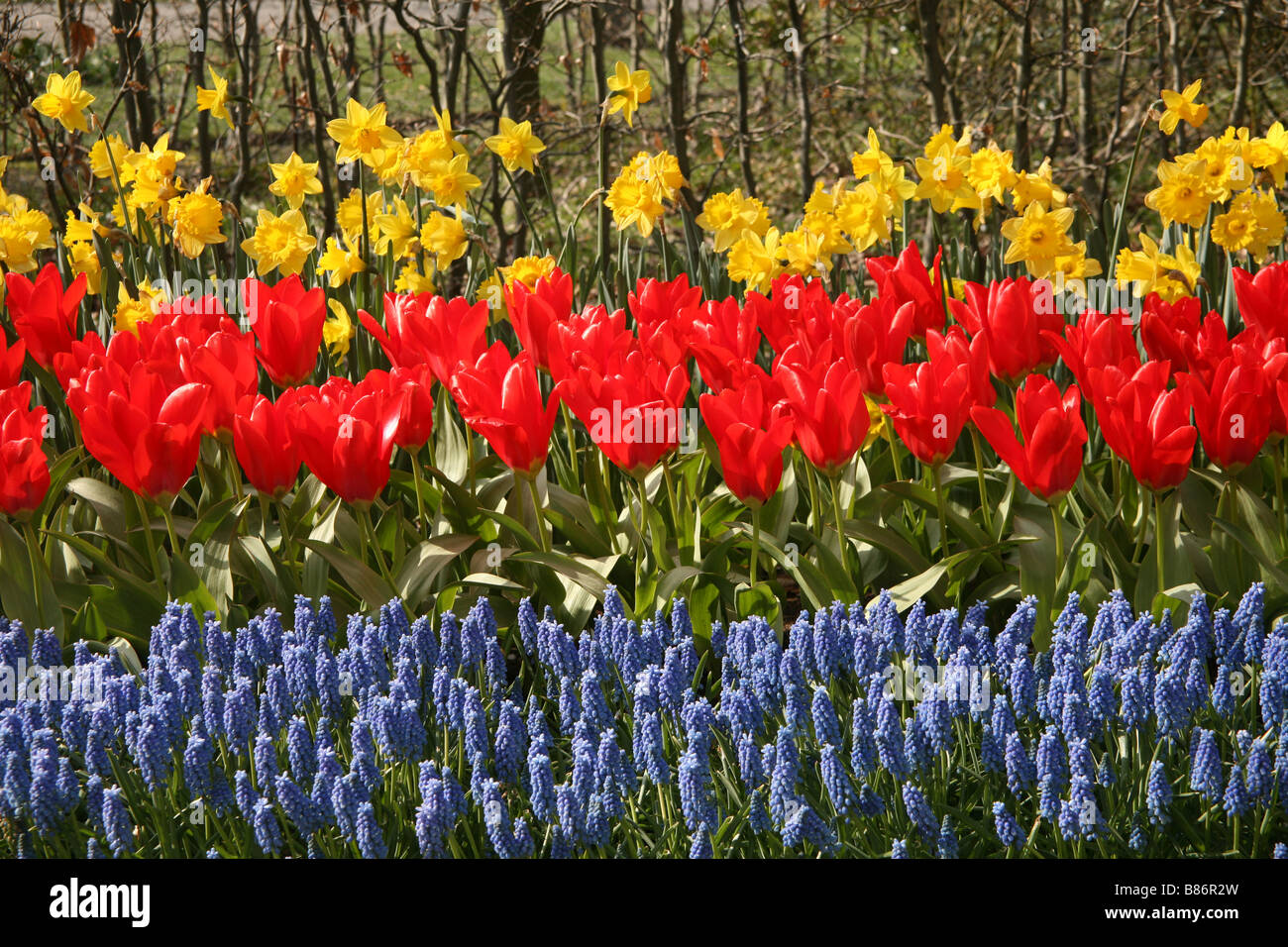 Daffodils and grape hyacinths hires stock photography and images Alamy