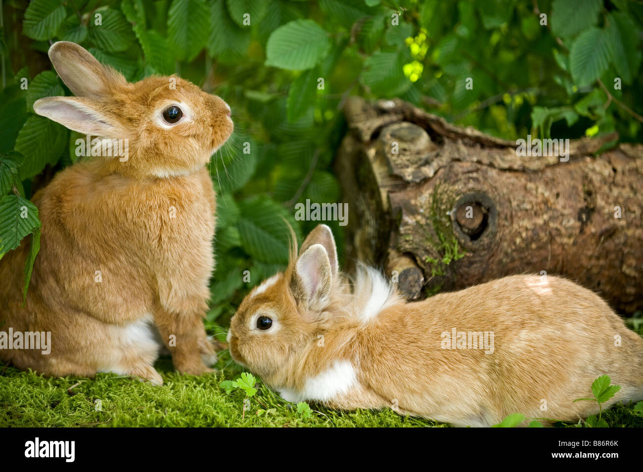 Rabbit female and male 2025